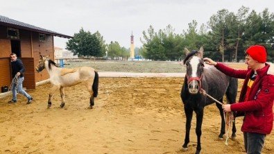 AT TÜRKÜN KANADIDIR